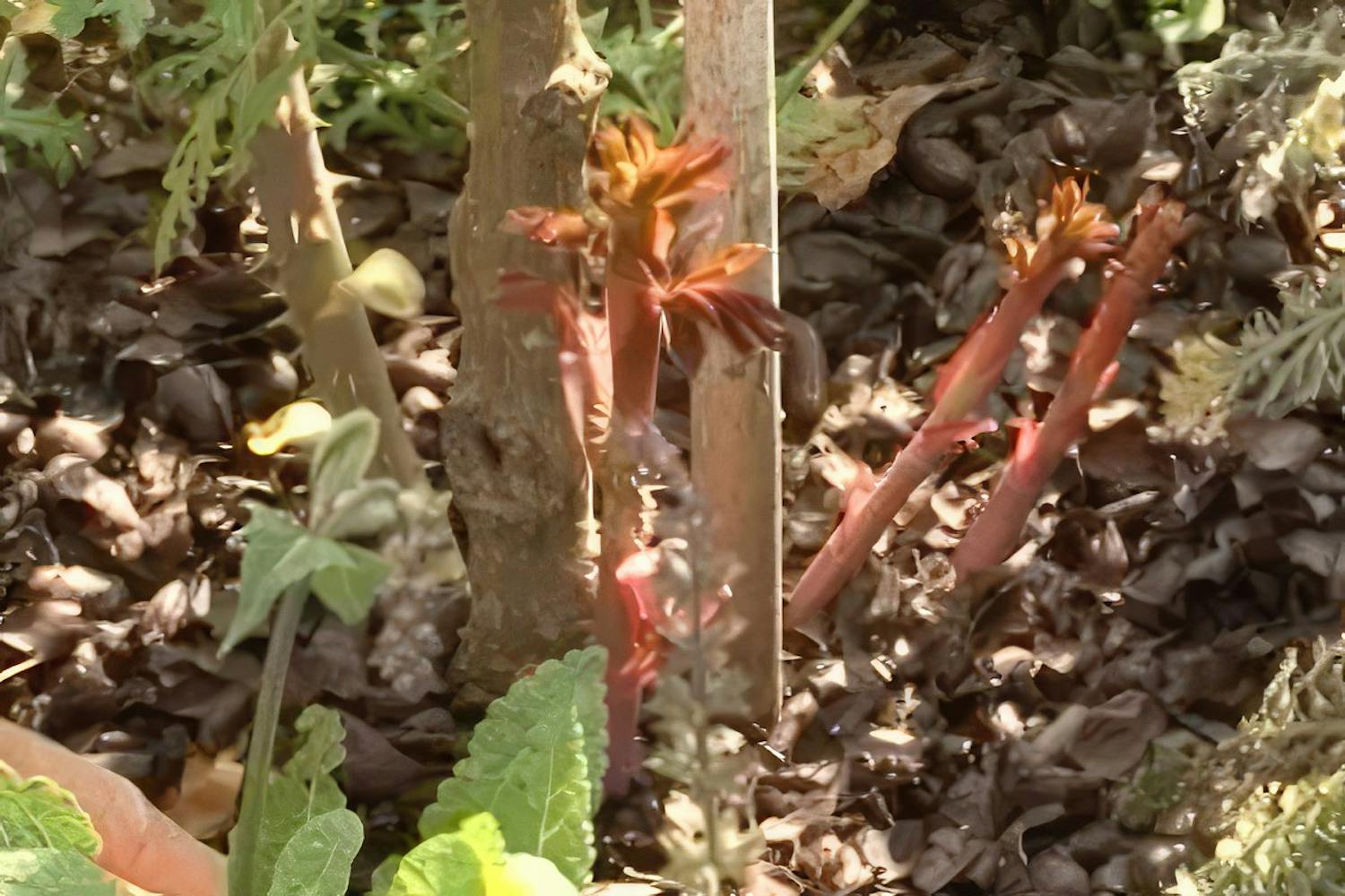 vildskott på rosor vildskott på rosor